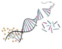 血液实验室分子基因信息管理软件